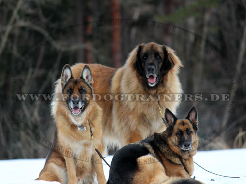 Hundeleine aus Leder für Ihren Hund kaufen