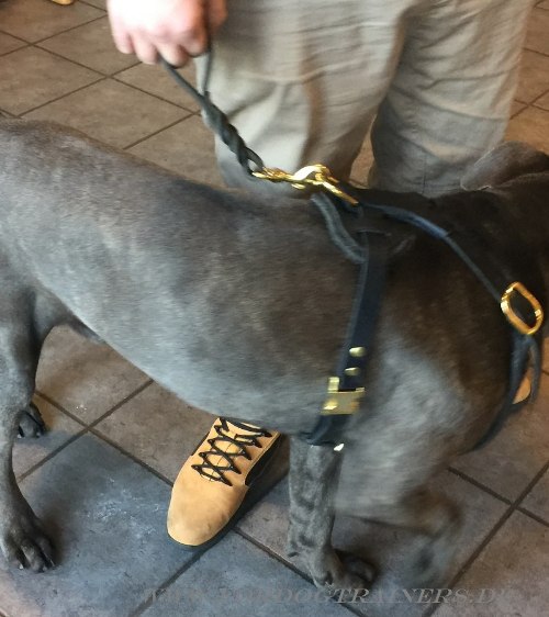 Geflochtenes Kurzführer für Cane Corso