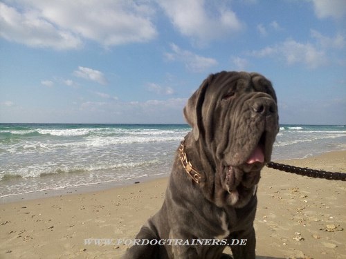 Dog leash of leather for Mastino Napoletano