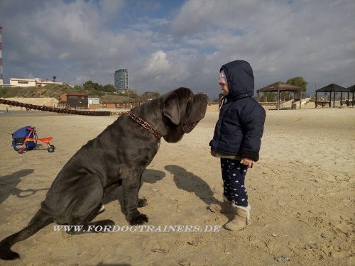 Braided dog leash of leather for Mastino Napoletano