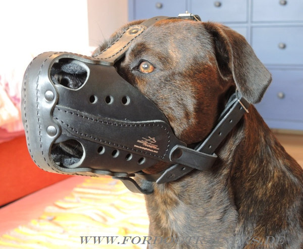 Mongrel Dog Muzzle