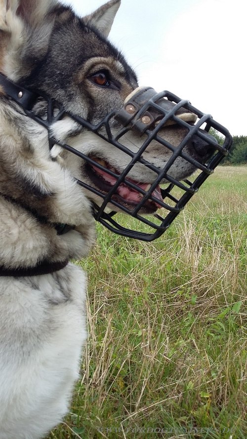 Drahtmaulkorb gummiert für Northern Inuit Hund