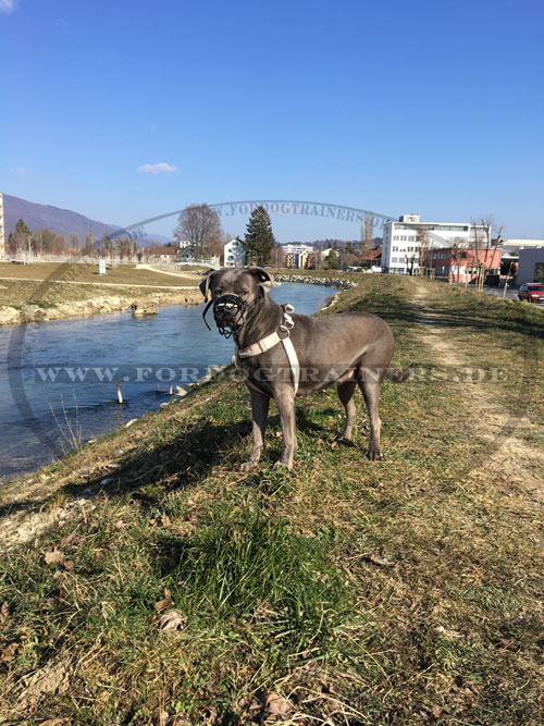 Cane Corso Drahtmaulkob günstig online kaufen