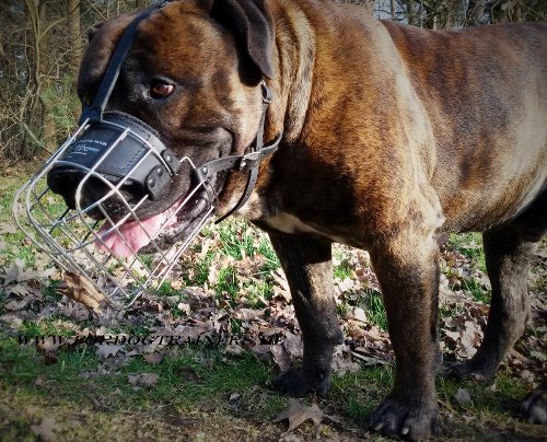 Padded Borboel cage muzzle buy