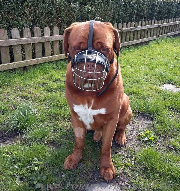 Dog wire muzzle for Dogue De Bordeaux buy