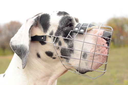 Maulkorb aus Draht, Deutsche Dogge Beißkorb