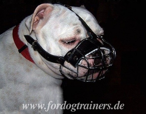 Buy muzzle for English Bulldog