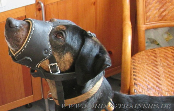Dog muzzle for Galgo Sabueso