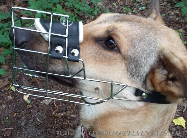 Maulkorb aus Metall für Belgischen Malinois erwerben