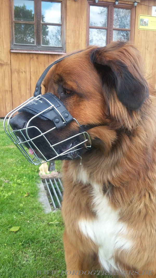 German Beardog metal cage muzzle buy