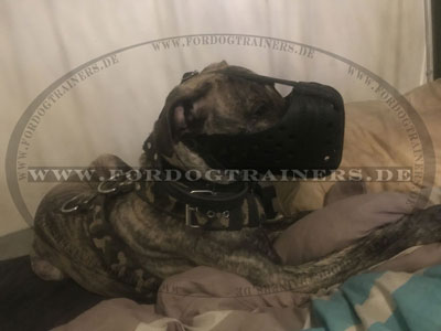 Cane Corso Leder Maulkorb kaufen