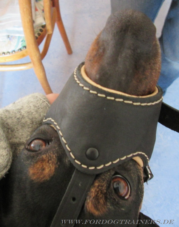 Loop Dog Muzzle for Galgo Sabueso