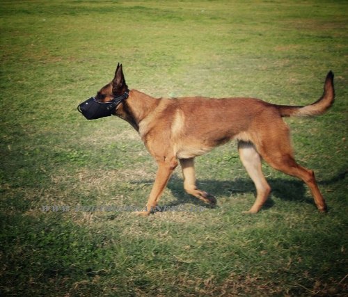 Belgian Malinois with K9 muzzle