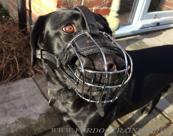 Buy Labrador Retriever Wire Dog Muzzle