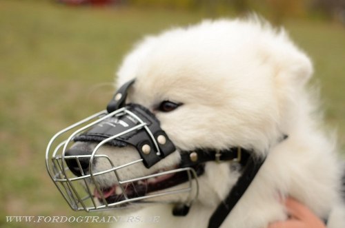 Husky metal cage muzzle buy