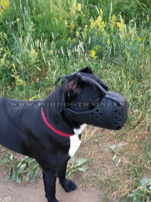 Leder Maulkorb für Cane Corso