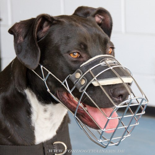 Wire dog muzzle for American Pitbull buy