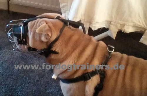 Wire dog muzzle for Shar Pei dog buy