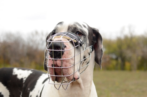 Deutsche Dogge Drahtmaulkorb mit Filzpolsterung