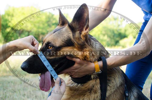 /images/dog-muzzles/Maulkorb-kaufen-Mass-Hund-Hoehe-small.jpg