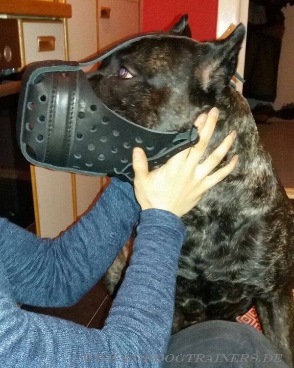 Polizei Hundemaulkorb aus Leder für Pitbull