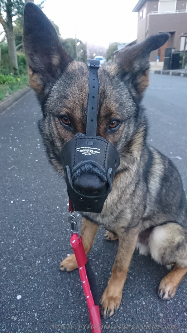 Leather dog muzzle for Shepherd online