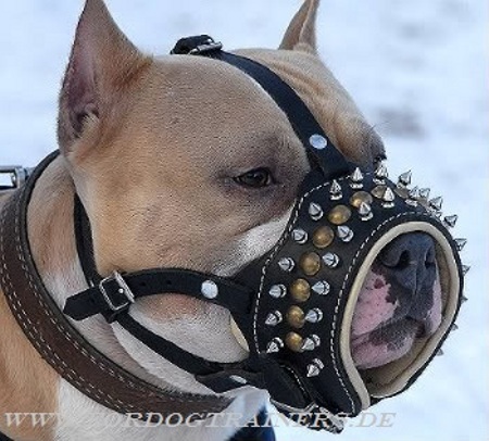 Studded dog muzzle for Stafford Terrier