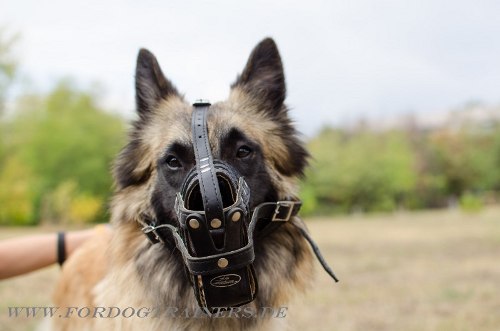 Leather Dog Muzzle
for Tervuren