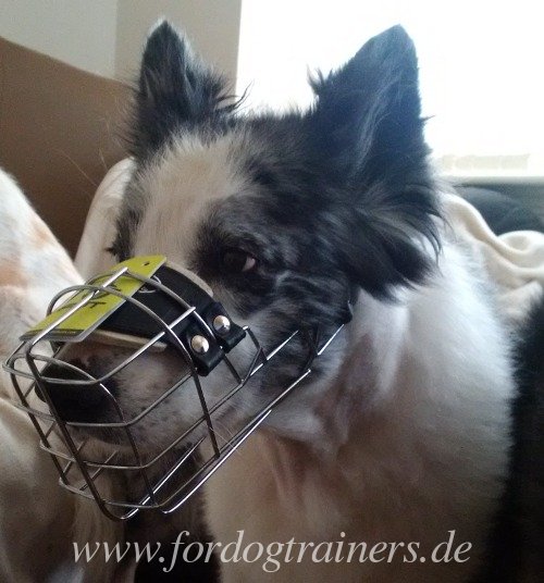 Border Collie Maulkorb kaufen