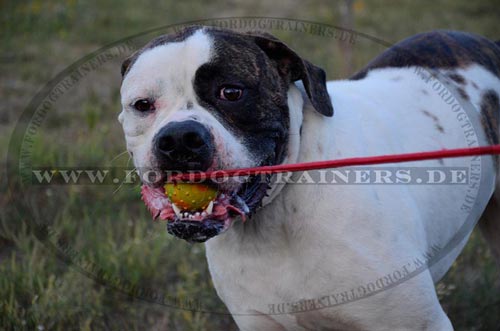 Hundeball am Seil aus Vollgummi mit Noppen für große Hunderassen 