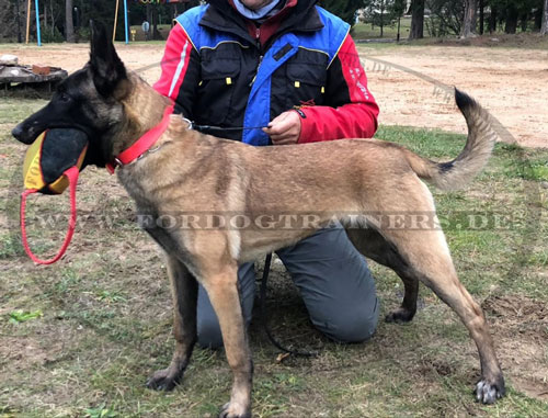 Praktisches Spielzeug für Hundesport