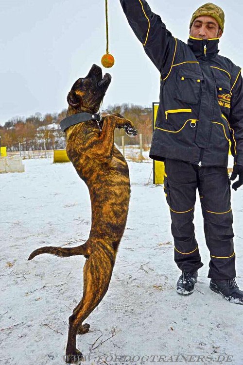 Großer Ball für Hund