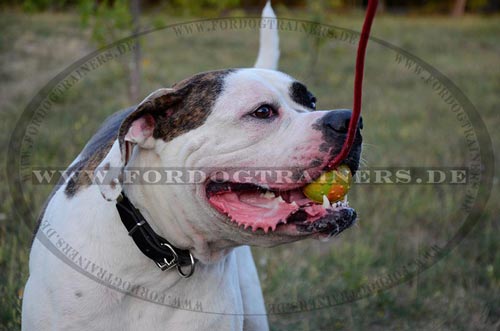 Large Rubber Dog Ball for American Bulldog buy