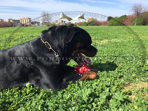 Quietschendes Hundeball in bunter Farbe