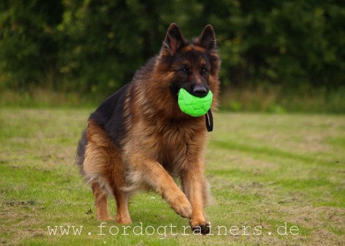 Grüner FDT Hundeball mit Nylon Schlaufe