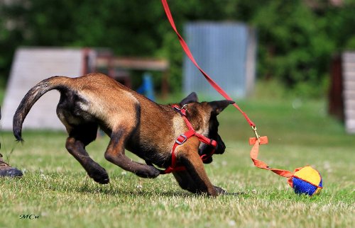 Hundeball für Hundetrainings