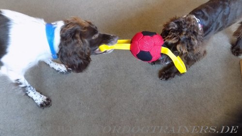 Hundeball für Spaniel