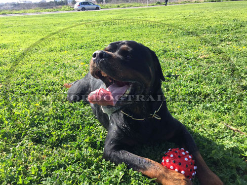 Großer Gummiball für Hunde mit Gummi-Dornen Dentalbahl