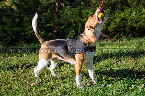 Schönes Hundespielzeug für Beagle