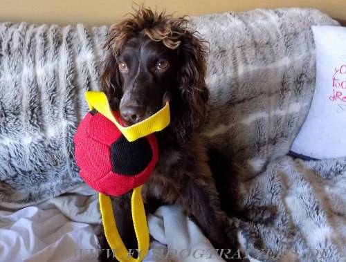 Wurfball aus Leinen für Cocker Spaniel 