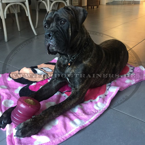 interaktives Hundespielzeug aus Gummi