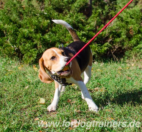 Hundespielzeug fuer Beagle