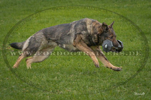 Schäferhund Training mit unserer Hantel