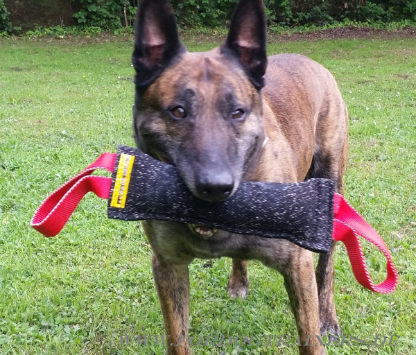 Beißwurst für Malinois