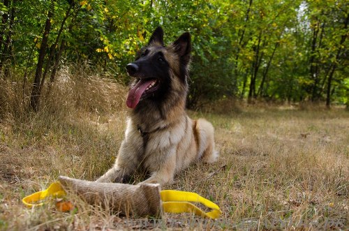  Beisswurst aus Feuerwehrschlauch für Hundesport