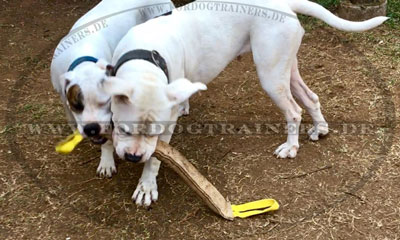 Hundesport K9 Beisswurst für Amerikanische Bulldogge