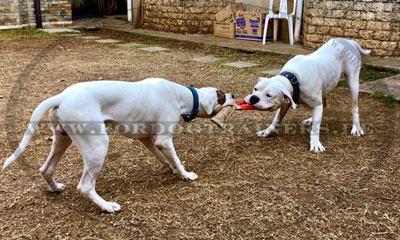 Bringsel für Bulldogge kaufen