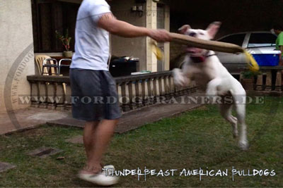 Bringsel für Bulldogge kaufen