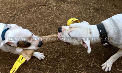 Bringsel für Bulldogge kaufen