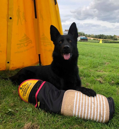 Deutscher Schäferhund mit unserem Hetzarm